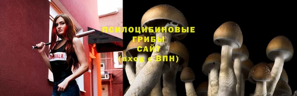 индика Новодвинск